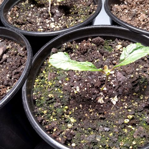 (Orig) White Widow growlog timeline photo