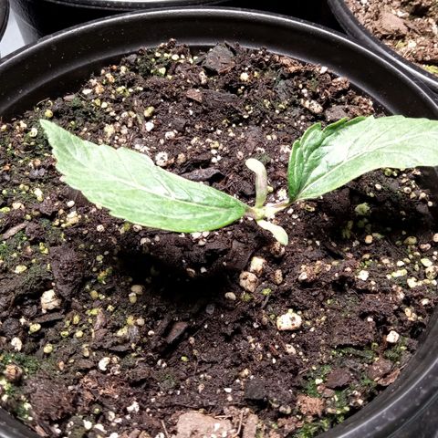 (Orig) White Widow growlog timeline photo