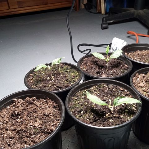 (Orig) White Widow growlog timeline photo
