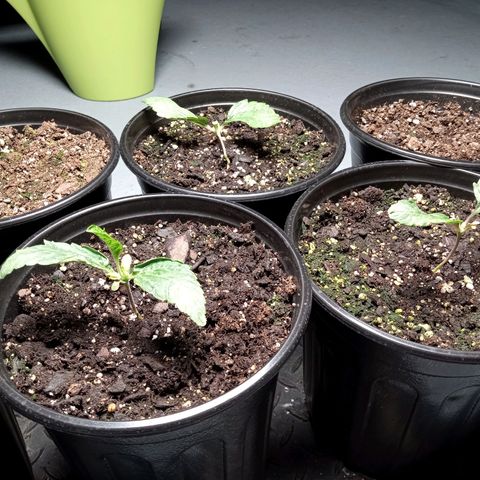 (Orig) White Widow growlog timeline photo