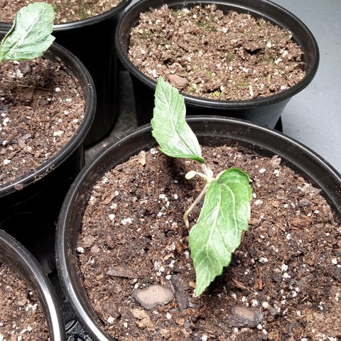 (Orig) White Widow growlog timeline photo