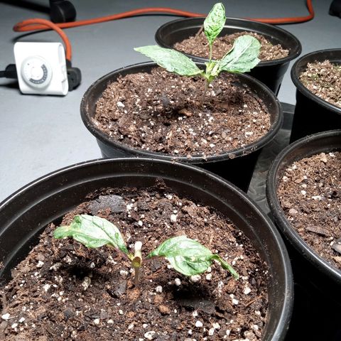 (Orig) White Widow growlog timeline photo