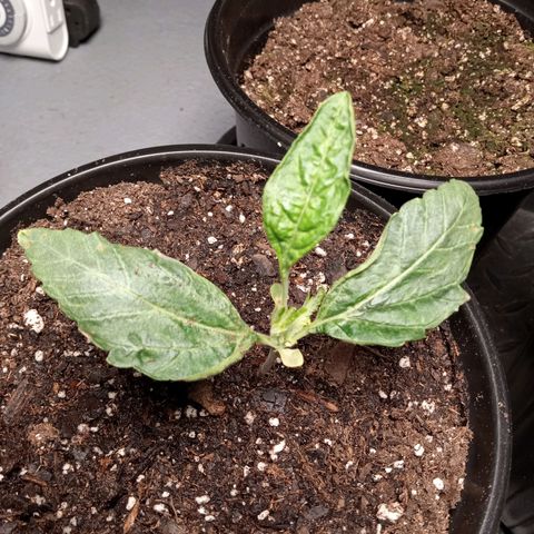 (Orig) White Widow growlog timeline photo