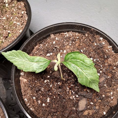 (Orig) White Widow growlog timeline photo