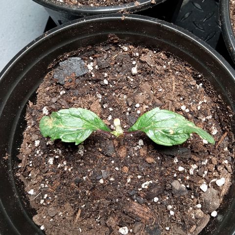 (Orig) White Widow growlog timeline photo