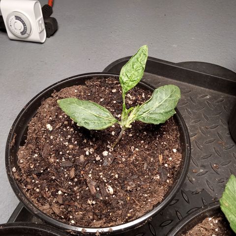 (Orig) White Widow growlog timeline photo