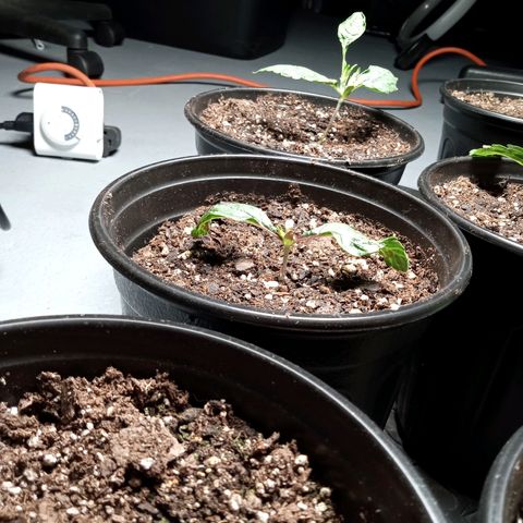 (Orig) White Widow growlog timeline photo
