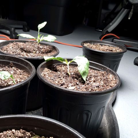 (Orig) White Widow growlog timeline photo