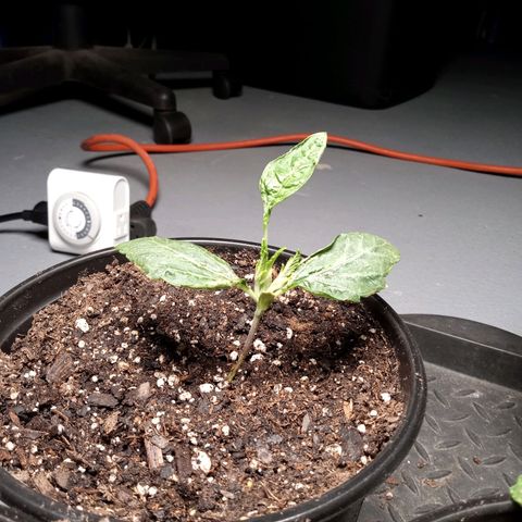 (Orig) White Widow growlog timeline photo