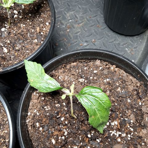 (Orig) White Widow growlog timeline photo