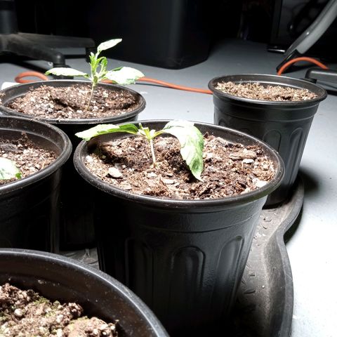 (Orig) White Widow growlog timeline photo
