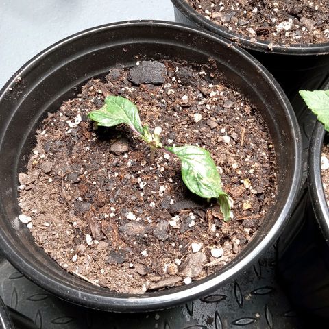 (Orig) White Widow growlog timeline photo