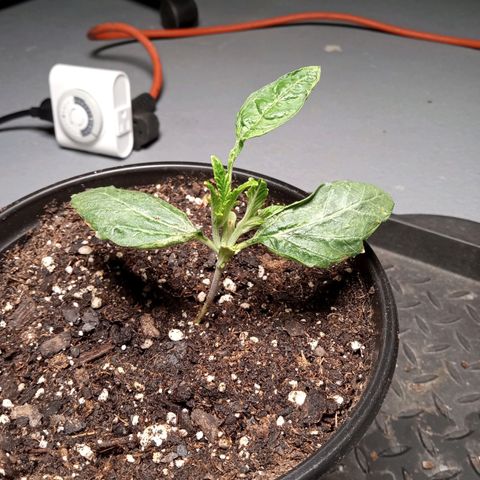 (Orig) White Widow growlog timeline photo