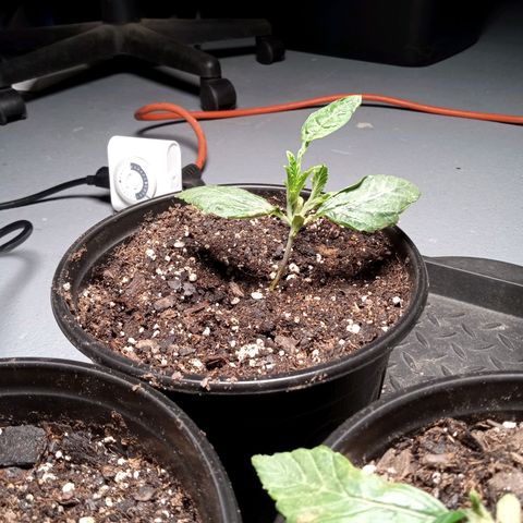 (Orig) White Widow growlog timeline photo