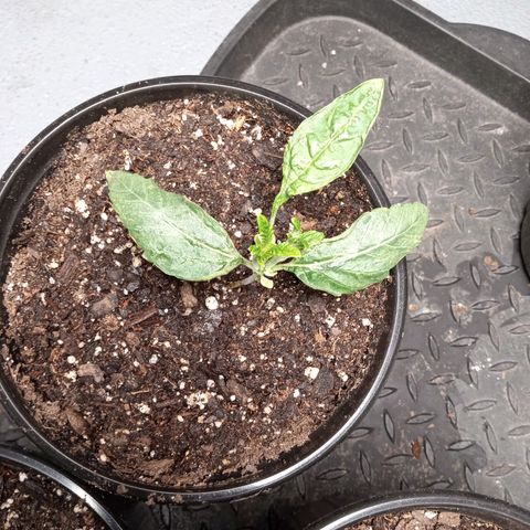 (Orig) White Widow growlog timeline photo
