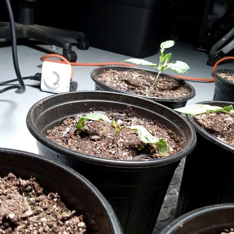 (Orig) White Widow growlog timeline photo