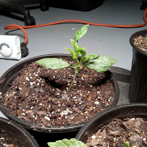 (Orig) White Widow growlog photo: 😬