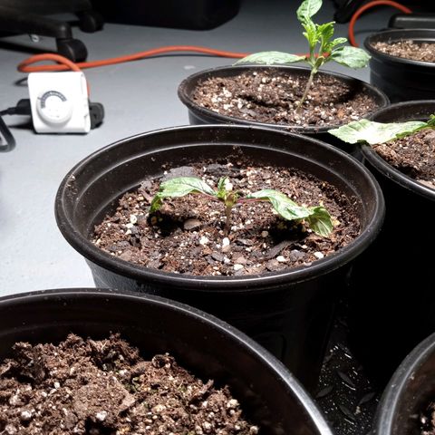 (Orig) White Widow growlog photo: 😬