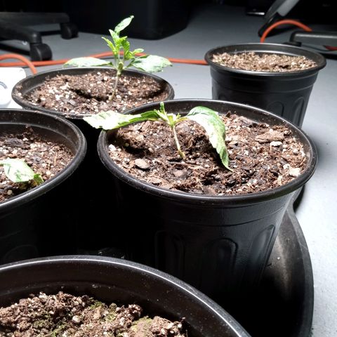(Orig) White Widow growlog photo: 😬