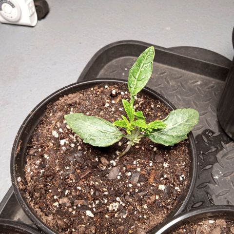 (Orig) White Widow growlog photo: 😬