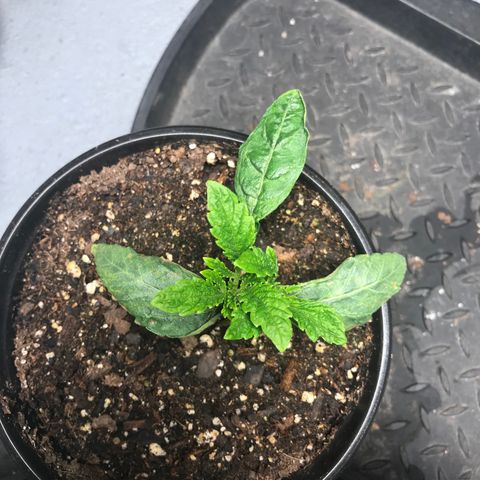 (Orig) White Widow growlog timeline photo