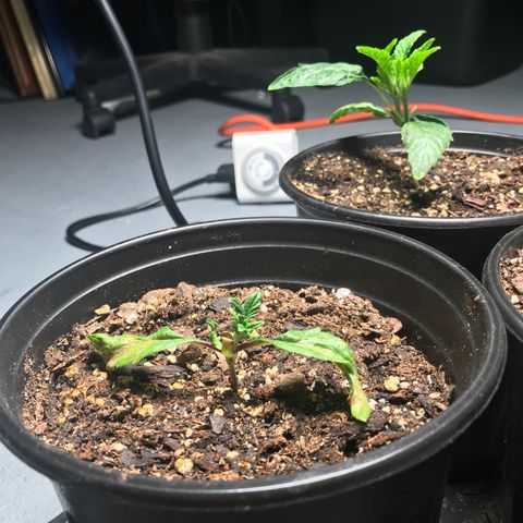 (Orig) White Widow growlog timeline photo