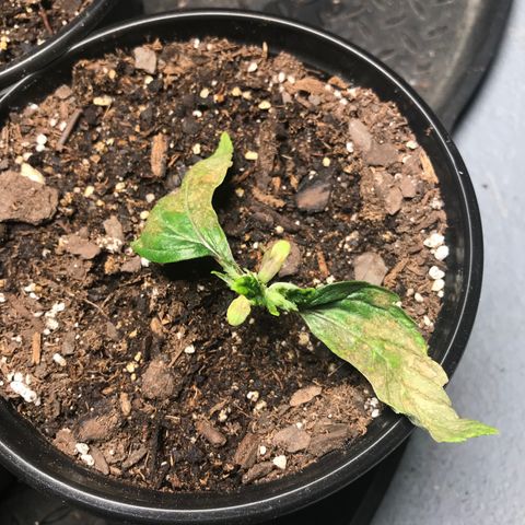 (Orig) White Widow growlog timeline photo