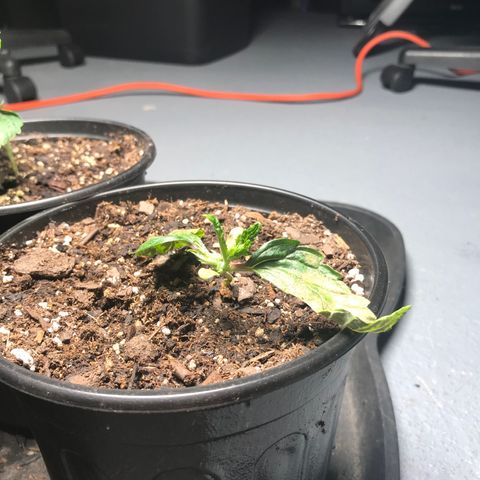 (Orig) White Widow growlog timeline photo