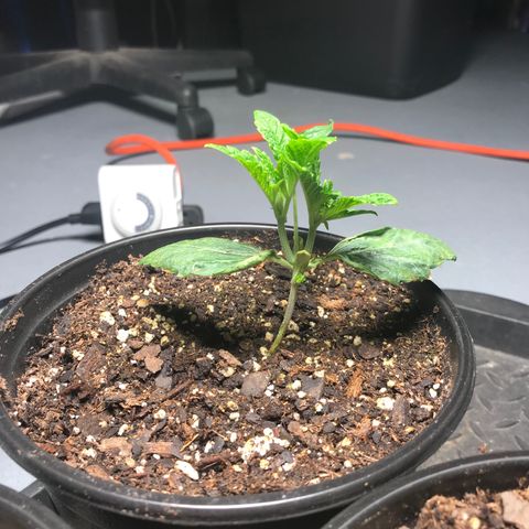 (Orig) White Widow growlog timeline photo