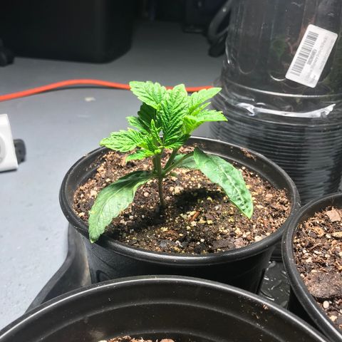 (Orig) White Widow growlog timeline photo
