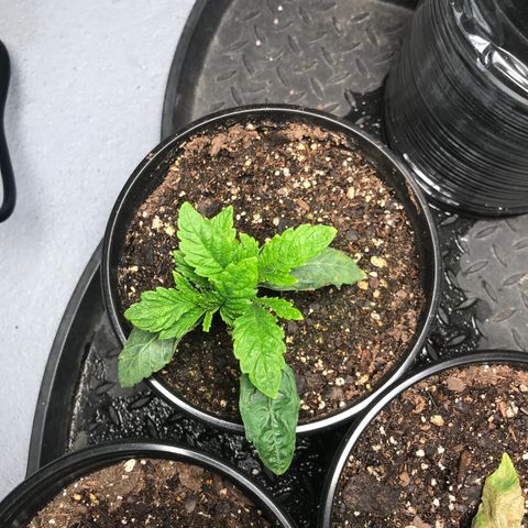 (Orig) White Widow growlog timeline photo