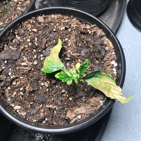 (Orig) White Widow growlog timeline photo