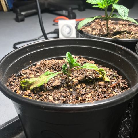 (Orig) White Widow growlog timeline photo