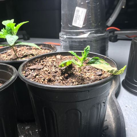 (Orig) White Widow growlog timeline photo
