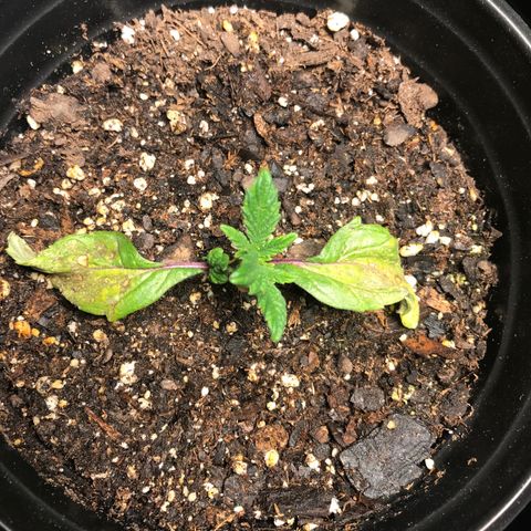 (Orig) White Widow growlog timeline photo