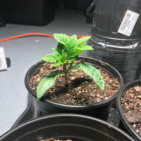 (Orig) White Widow growlog timeline photo