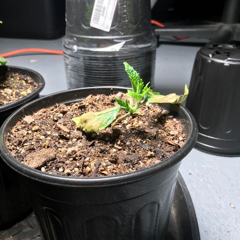(Orig) White Widow growlog timeline photo
