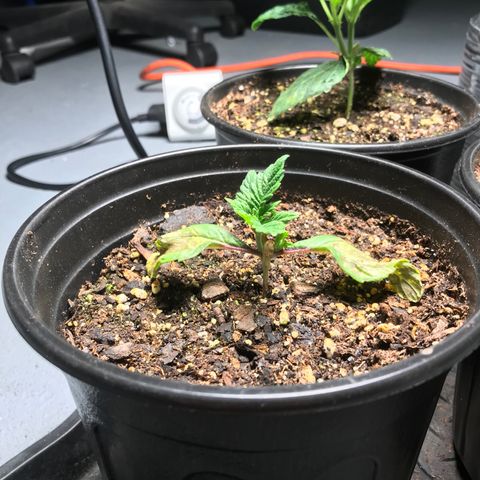 (Orig) White Widow growlog timeline photo