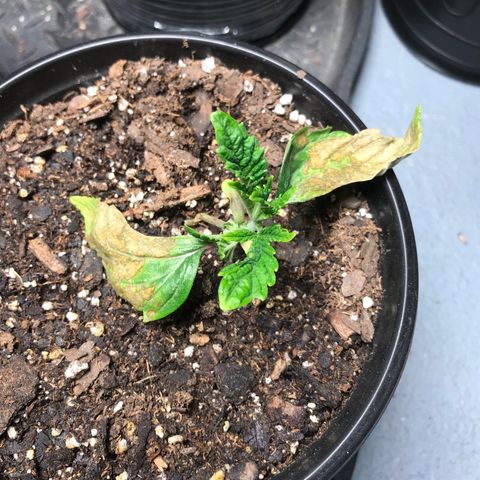 (Orig) White Widow growlog timeline photo