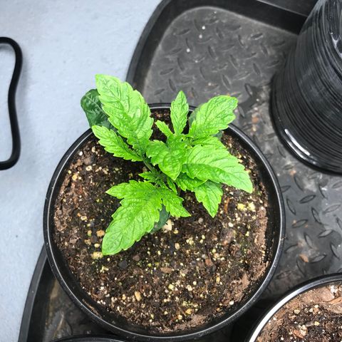 (Orig) White Widow growlog timeline photo