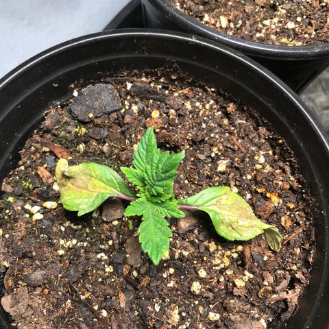 (Orig) White Widow growlog timeline photo