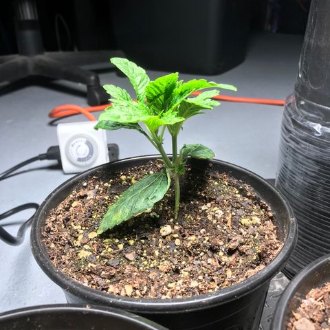 (Orig) White Widow growlog timeline photo