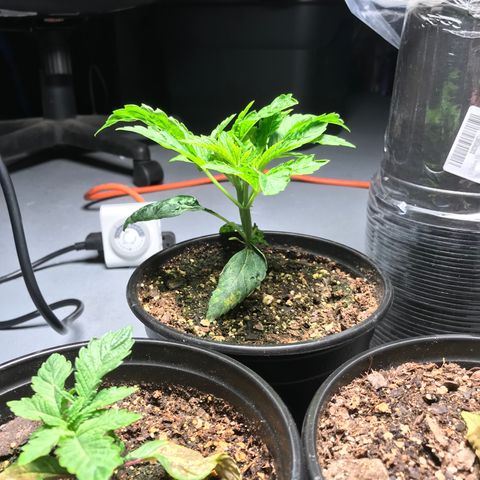 (Orig) White Widow growlog photo: Algae growth. Leaves wrinkling