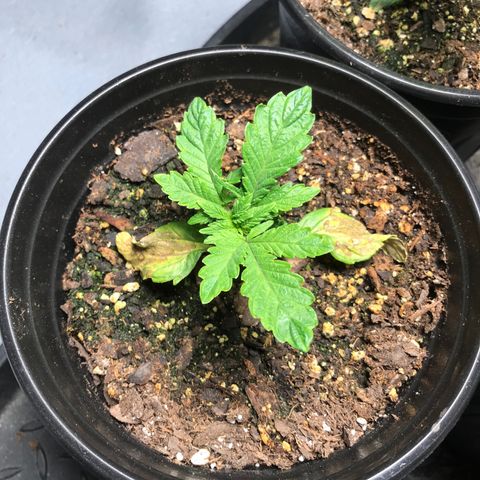 (Orig) White Widow growlog photo: Algae growth. Leaves wrinkling