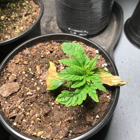 (Orig) White Widow growlog photo: Algae growth. Leaves wrinkling