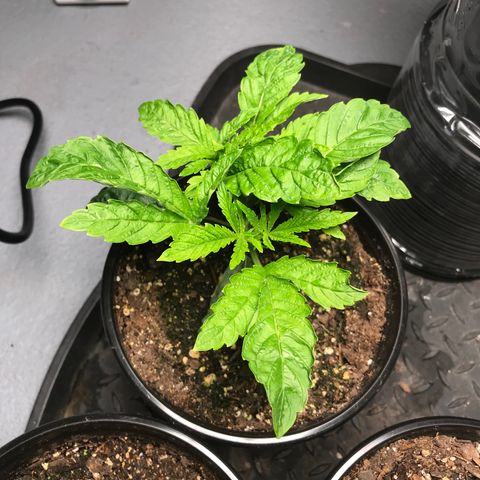 (Orig) White Widow growlog photo: Algae growth. Leaves wrinkling