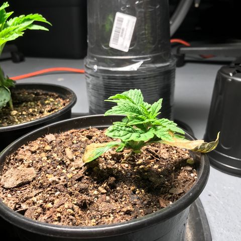 (Orig) White Widow growlog photo: Algae growth. Leaves wrinkling