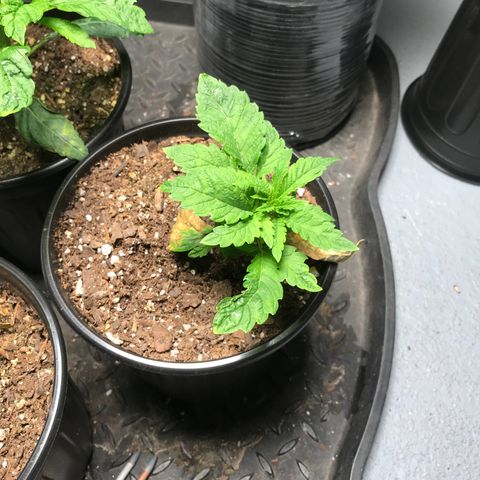 (Orig) White Widow growlog timeline photo