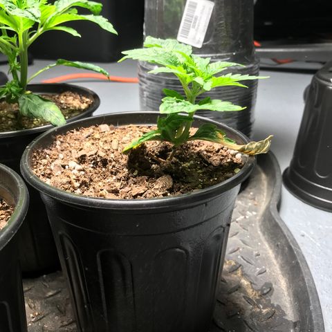 (Orig) White Widow growlog timeline photo