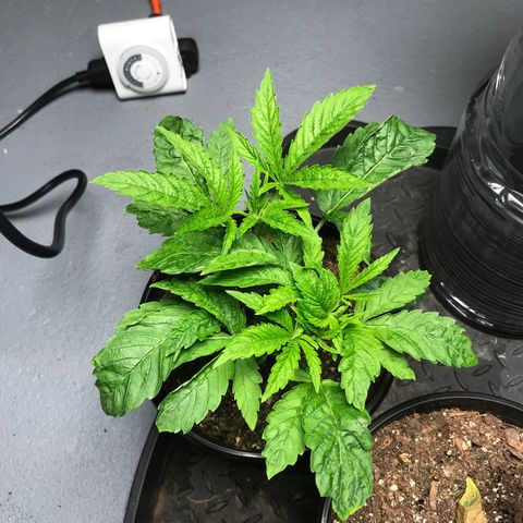 (Orig) White Widow growlog timeline photo